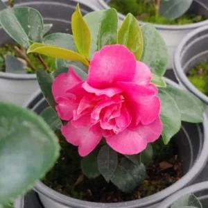 동백나무 묘목 흑향 동백 포트