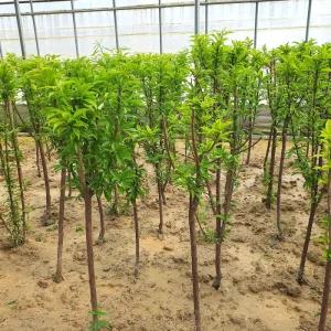 추휘 자두나무 묘목 슈퍼왕자두 R3점전후 결실주 노지월동 과일나무 (목하원예조경)