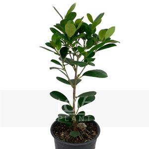 프랑스고무나무(중품) 고무나무 실내원예 관엽 화분 무늬 실내 공기정화 식물 인테리어 