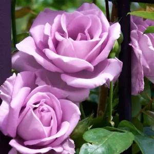 장미 묘목 보라색 망화분묘 분묘 유럽 사계 넝쿨장미 줄장미