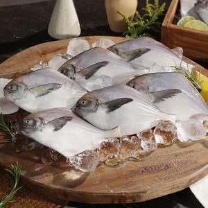 마시따구 국내산 손질 병어 자연산 급속 냉동