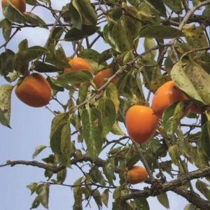 유실수 묘목/감나무 (고종시)홍시, 곶감용 접목 1년/두주묶음 KJ1375