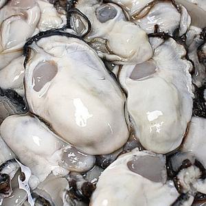 생굴 깐굴 굴 통영굴 통영 통영생굴 3kg