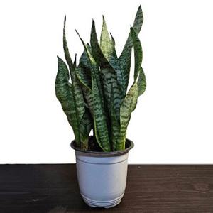 타이거산세베리아(cf495)