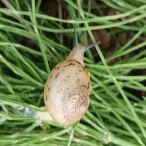 명주달팽이 한마리(아기달팽이 여러마리)