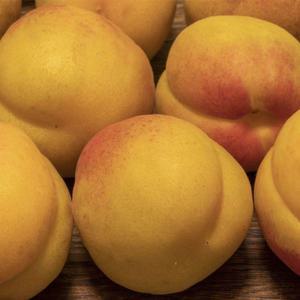 살구나무 묘목(하코트/왕살구) 결실주 R3cm 분묘1개