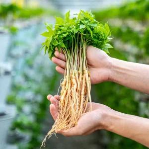 전남 장성 건강 새싹삼 100뿌리 (미니/소) / 보자기 포장