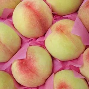 복숭아나무 묘목(황도/엘바트) 결실주 R3cm 분묘1개