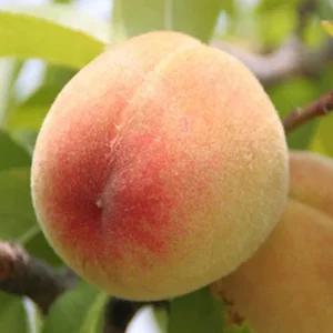 복숭아나무 묘목(유명백도) 결실주 R3cm 분묘1개