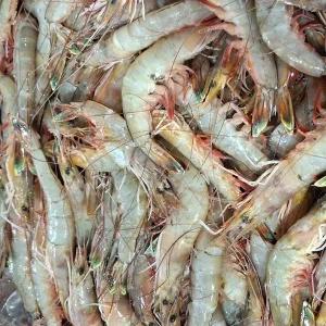 서해안 자연산 대하 1kg (대사이즈, 급냉)