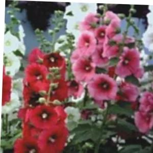 야생화씨 접시꽃 씨앗 야생화 꽃씨 종자 품종 씨 정원 1000립