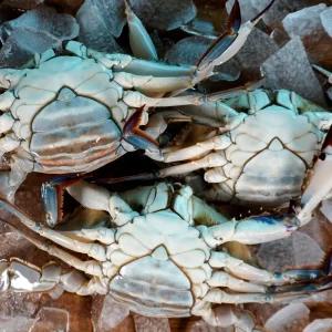 당일조업 서해안 암꽃게 2kg (7~10미 내외)