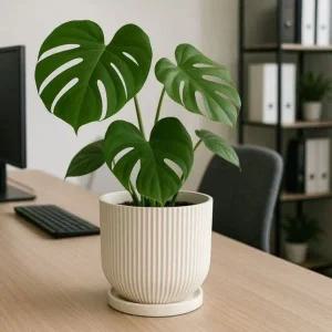 [골드스마일]화분 플라스틱 대형 직사각 미니 20x20cm