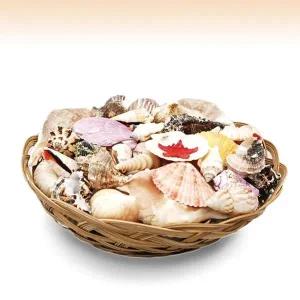 [셀러에이드]조개바구니/12인치/특대조개바구니/자연느낌조개껍질//어항