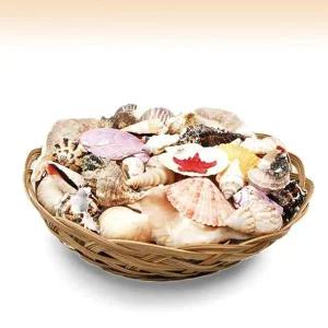 [셀러에이드]조개바구니/6인치/작은조개바구니/자연느낌조개껍질//어항