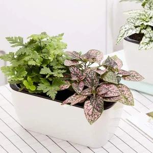 식물 자동 급수 화분 저면 관수 화초 키우기 플라스틱중형화분