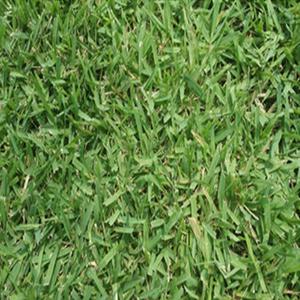 한국롤잔디 40cm 60cm 3장 들잔디 천연