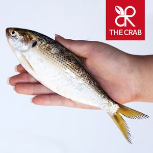 제철 활 전어 500g 1kg 가을 전어회 전어구이 손질 냉동