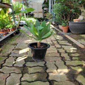 거실인테리어 아가페 아가베 아테누아타 중대품 50~70cm 349