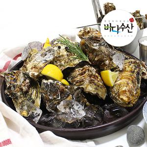 (바다수산) 당일 작업한 싱싱한 통영 석화10kg