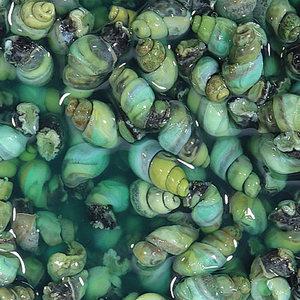 [충주씨샵_푸름식품]깐다슬기 / 다슬기육수