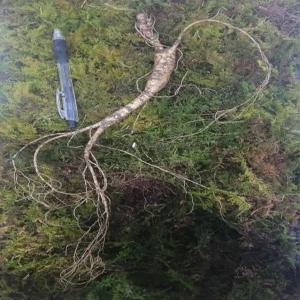 천생삼 야생방치삼 22년근 B급 특대자 1뿌리 산삼 산양삼 산양산삼 장뇌삼