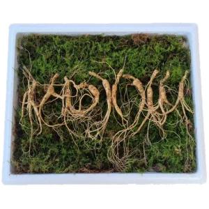 천생삼 야생방치삼 10~11년근 못난이 파지삼 10뿌리 산삼 산양삼 산양산삼 장뇌삼