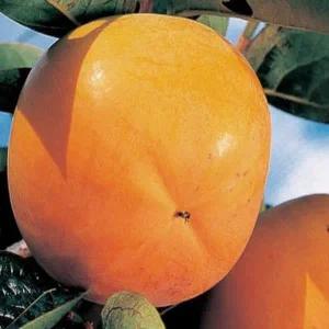 묘목/감나무(태추단감) 접목1년 특묘 2주셋트 ND15