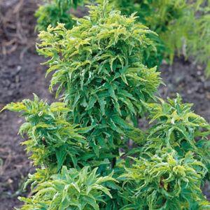 사자두단풍 C5 포트묘 단풍나무 분재 조경수 묘목