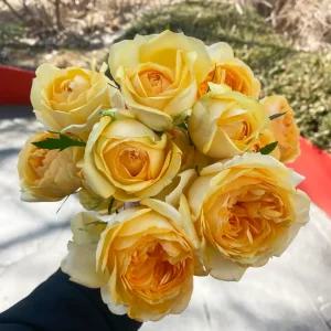 오후의 꽃 카탈리나 카타리나 노란 장미 생화 택배 꽃배달싼곳
