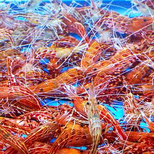 산지 활 독도 닭새우 도화새우 꽃새우 300G