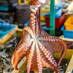 남해 자연산 활 돌문어 1.5kg 1마리 제수용 문어