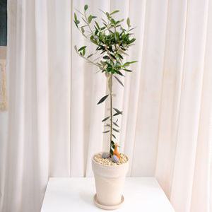 올리브 나무 중대형 17*20cm토분, 높이 80cm~기린피규어,에그스톤 - 개업 축하 승진화분 공기정화식물 퇴사