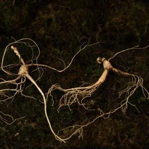 국내산 산삼 설날 추석 명절 선물세트 자연삼 장뇌삼 산양삼 20년근