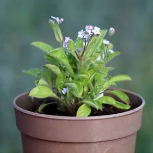 미니 꽃화분 물망초 화원 DIY 패키지/씨앗/재배/심기/키우기/꽃/화분/반려/식물/기르기/키트/세트/셋트