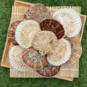 대왕 참가리비 1kg 대왕가리비 캠핑조개