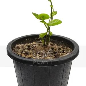 구갑룡 다육이 선인장 다육식물 인테리어 플랜테리어 식물키우기 미니 화분