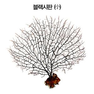 [올블루]블랙시판(소)/천연 바다산호초/10~15cm/소라게/후면배경용/수족관장식/어항장식