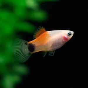 레드화이트 미키마우스 플래티 [5마리] 난태생 열대어 관상어 마리아쿠아