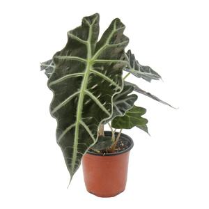 거북알로카시아(소품)