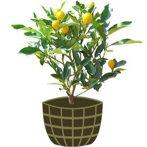 3년생 금귤나무 묘목 제주도 산지 직발송 낑깡 키우기