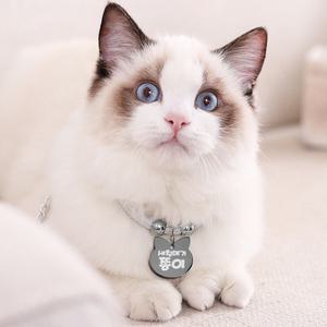 고양이 이름표 목걸이 인식표 네임택 이름표 반려동물 강아지 펜던트 반려견 강아지목줄
