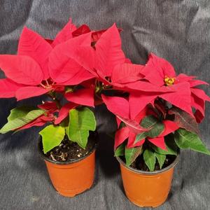 미니 화분 식물 포인세티아, 금전수, 스노우 사파이어, 멜라니 1+1