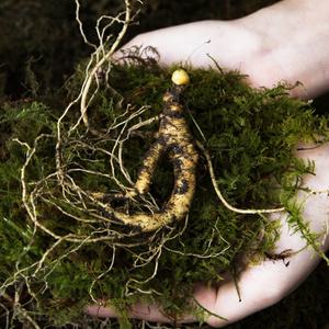 산양삼 장뇌삼 건강용 선물세트 5뿌리 10뿌리 산양산삼