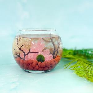미니 마리모 어항 키우기 DIY 키트