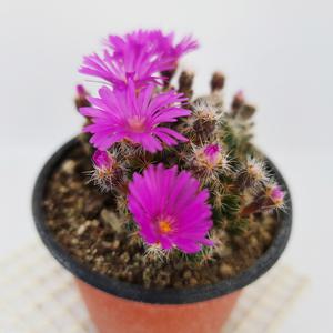 덴섬선인장 다육이 키우기 쉬운 꽃 피는 인테리어 세트 선물 다육식물 선별발송