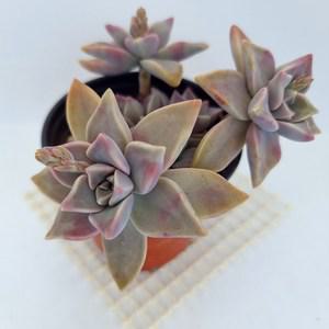 분홍용월 다육이 키우기 쉬운 예쁜 다육 사계절 식물330