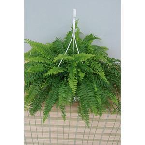 보스턴고사리 화분 공기정화식물 인테리어 식물 화초 난 선인장 소나무길 199