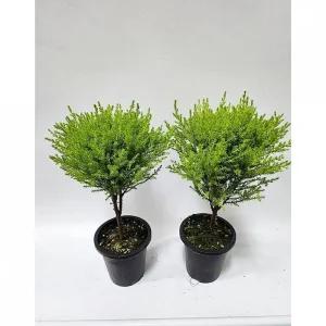 베하몰 실내 화초 1+1 토피아리 율마 중품 약33cm 식물키우기 원예