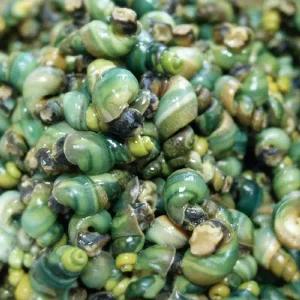 [NS홈쇼핑]제철 섬진강 국내산 1급수 깐다슬기 200g 3팩+다슬기육수 500g 1팩..[35270977]